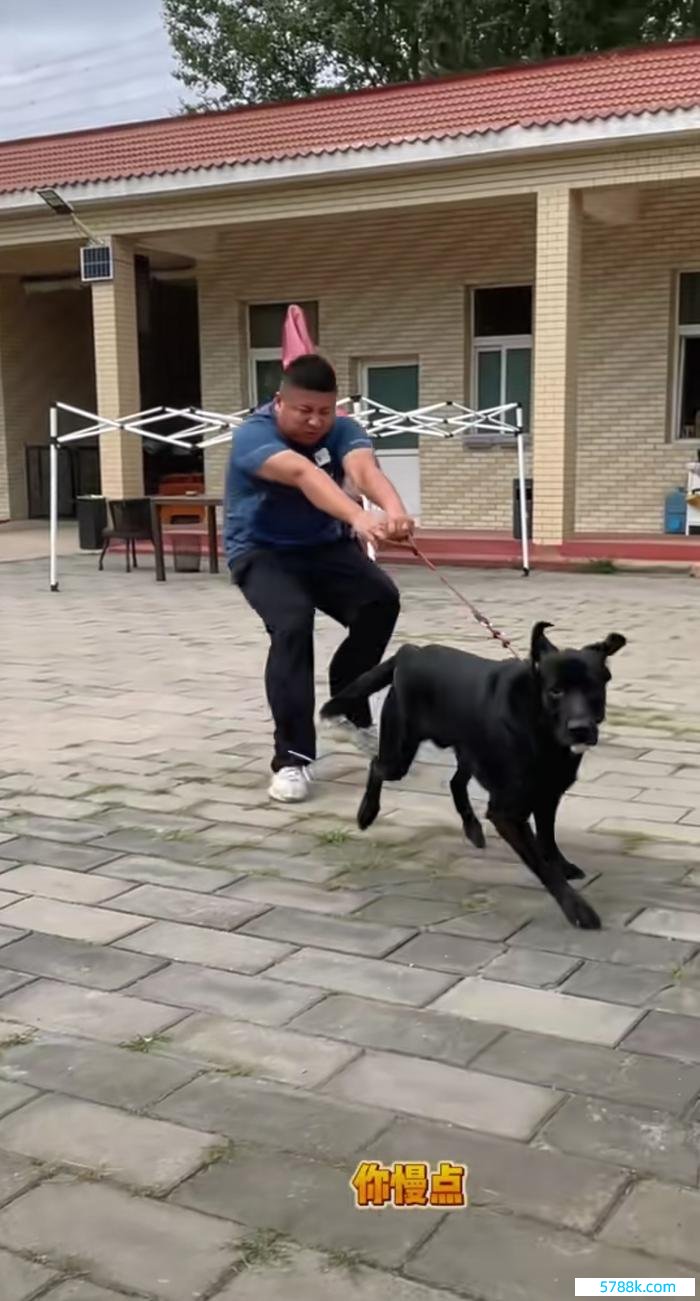 国度一级驯犬师冯磊在演示大型犬爆冲场景。受访者供图